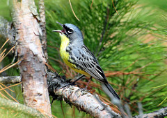 Kirtland's warbler singing on a young Jack pine branch by Joel Trick US Fish and Wildlife Service