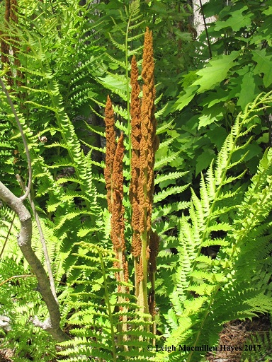 Cinnamon-fern-with-fertile-fronds