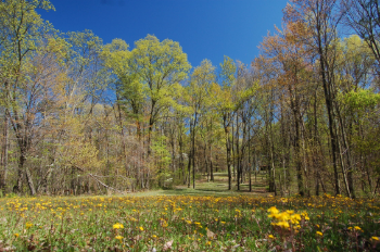 A forest meadow filled with blooming wildflowers provides nectar to bees and butterflies. 