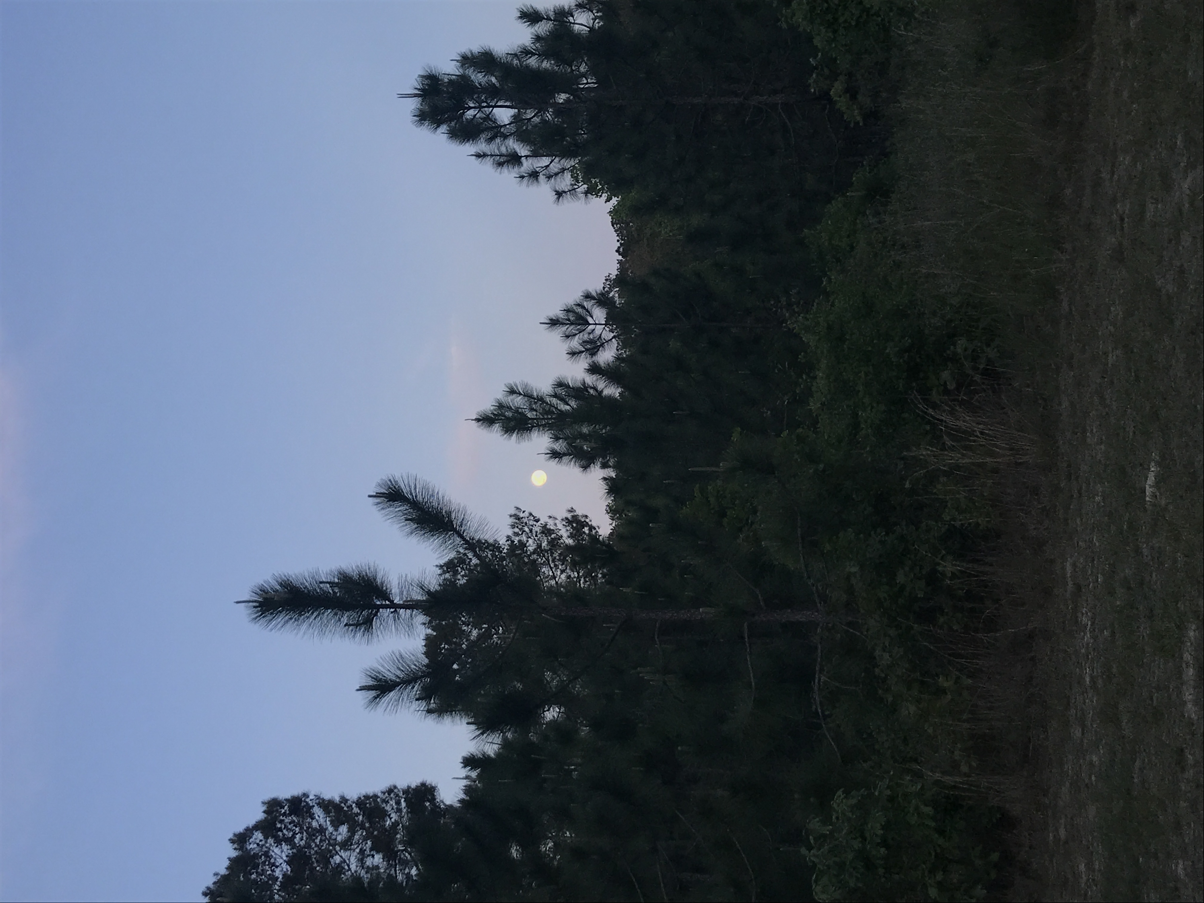 The moon rises over some trees.