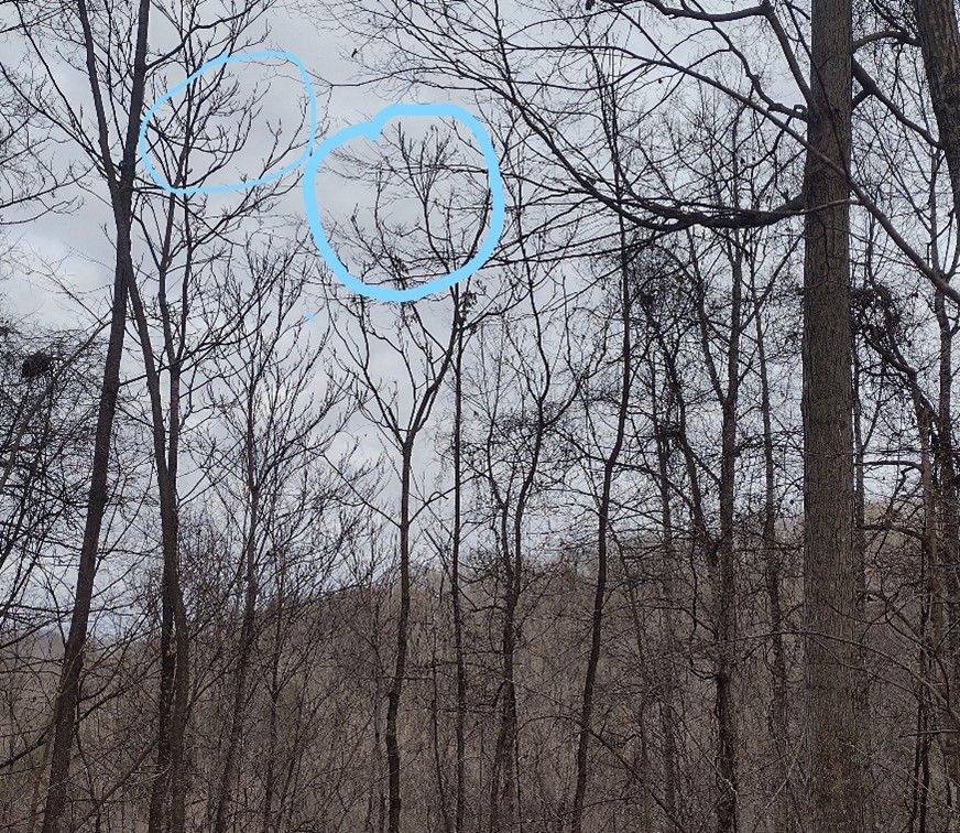 Thick twigs of tree-of-heaven, circled in blue. Male trees = no seeds.