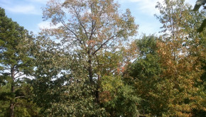 large oak tree losing leaves