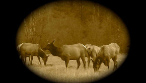 Antelope Valley elk