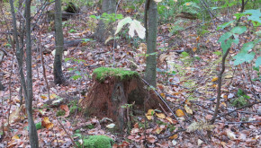 An old stump fosters new life