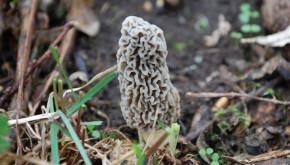 Morel mushroom. Photo by Rastoney (Flickr)
