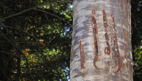 Bear claw marks on the Schenk Tree Farm