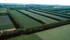 Windbreaks can be designed to protect many sides of a field. Photo Credit: Gene Alexander, NRCS