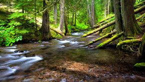 Stream flowing through a forest. Photo courtesy of RIldo Moura, Flickr. 