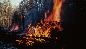 fire in beetle-killed stand