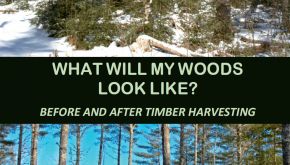 What Will My Woods Look Like?