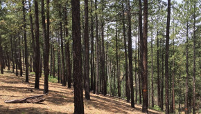 Programs in the Farm Bill like the Environmental Quality Incentives Program can help improve forest health. 