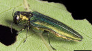 Image of an emerald ash borer on the bark of an ash tree