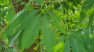 iNaturalist photo of Ohio buckeye leaf