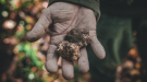 An extended dirt covered hand holds two truffles.