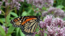 A monarch butterfly sits on a flower.