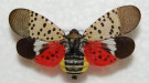 mature spotted lanterfly