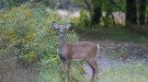 White tailed deer yearling