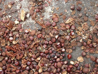 Chestnuts accumulated on a Portland sidewalk. 