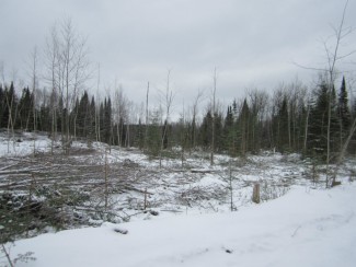 Aspen regeneration cut down in the winter. Downed trees provide wildlife habitat and reserve trees provide seed sources.  