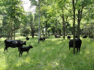 Cattle eat grass in an open forest or silvopasture system. 
