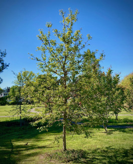 Oak sapling