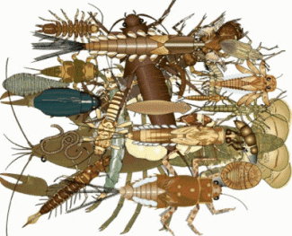 Drawing of aquatic macroinvertebrates by Jennifer Gillies, www.cacaponinstitute.org
