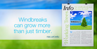 Windbreaks can grow more than just timber.
