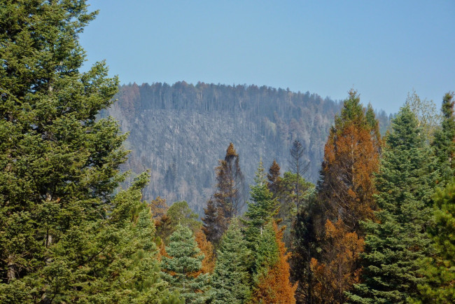 Mixed conifer forest in the foreground frames a burn scar on a far hillside."