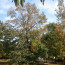 large oak tree losing leaves