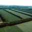 Windbreaks can be designed to protect many sides of a field. Photo Credit: Gene Alexander, NRCS