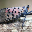 Spotted lanternfly - an invasive planthopper affecting agriculture and forestry (Photo by Lawrence Barringer, PA Dept. of Agriculture, bugwood.org)