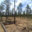 Forest management treatment in ponderosa pine stand. Photo by Rhiley Allbee. 